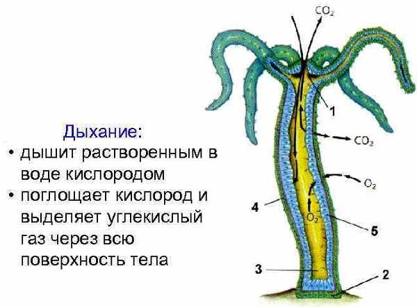 Что с кракеном сайт на сегодня