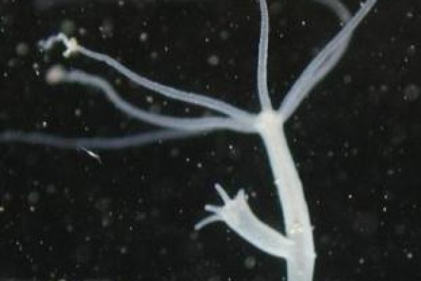 Кракен маркетплейс kraken clear com